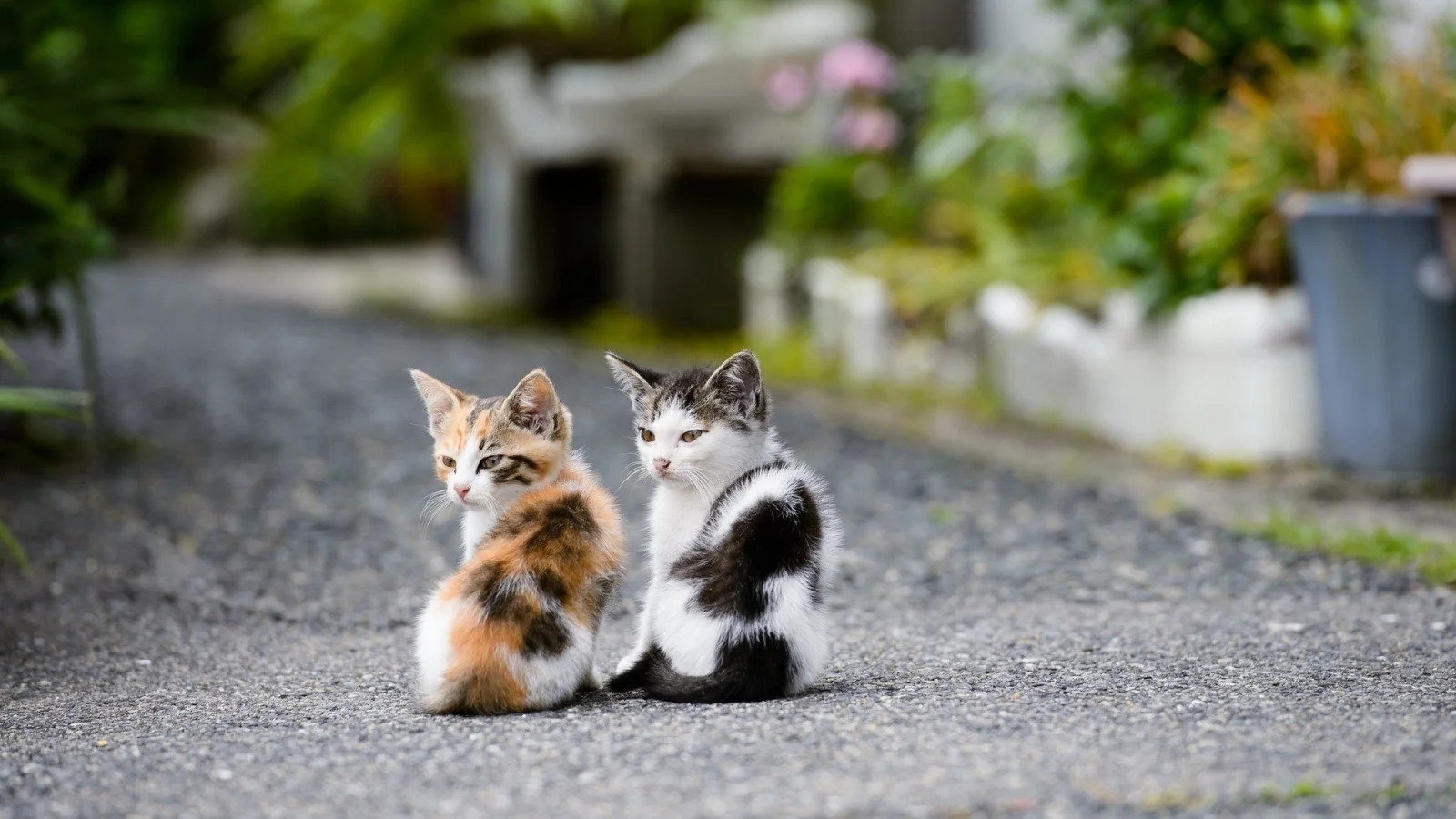  котята, улица, дорога, смотрят