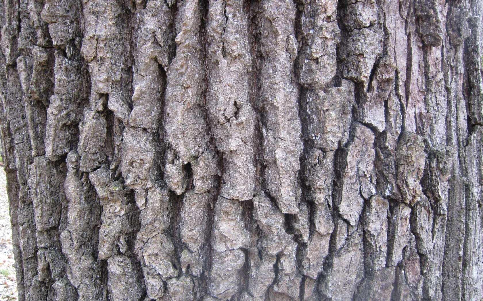кора, дерево