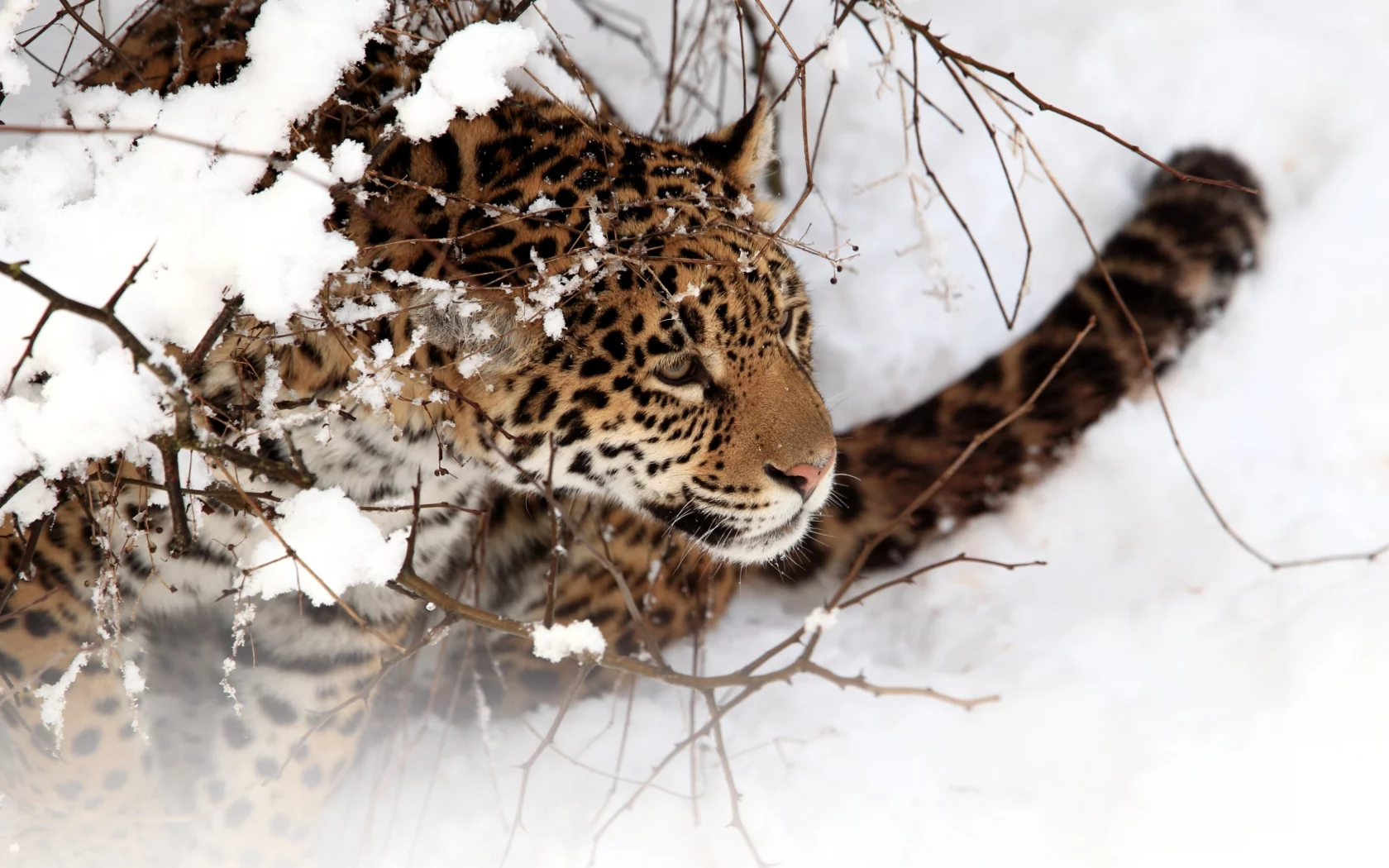зима, ягуар, кошка, снег