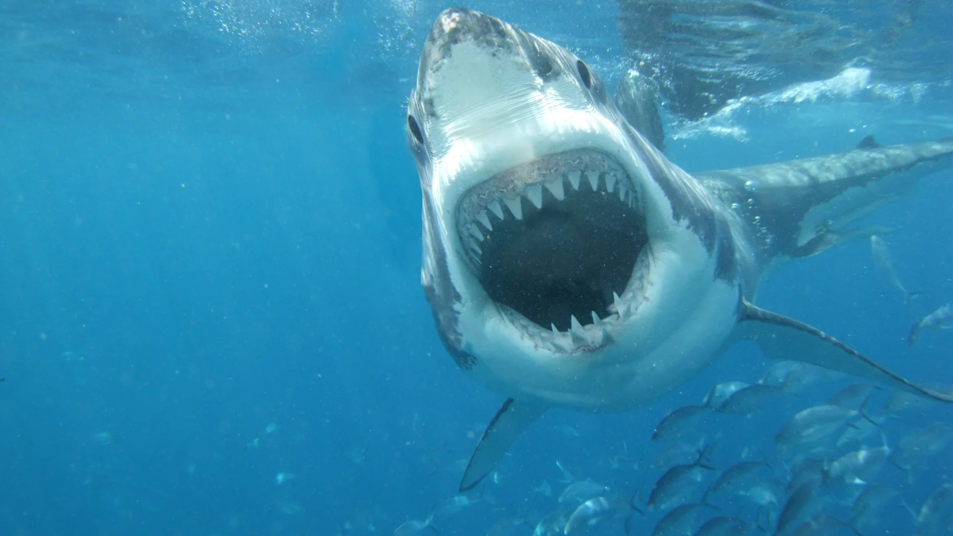 great, shark, white, jaws, sea