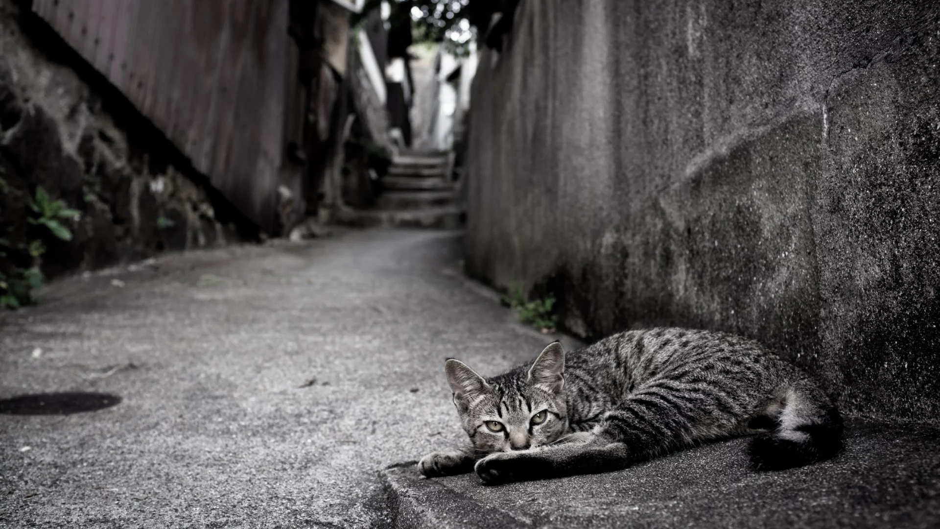 взгляд, кошка, улица