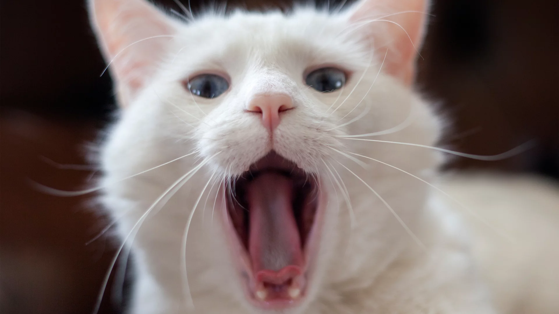  белый, язык, зевает, кот