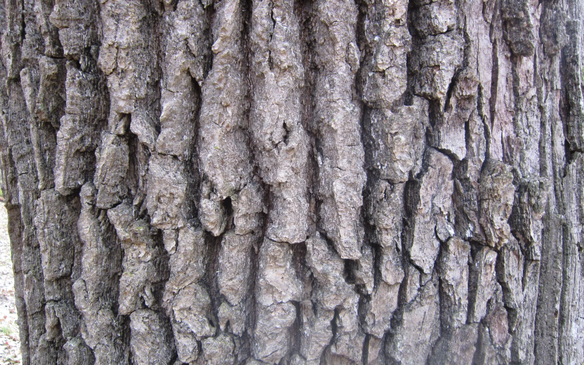 кора, дерево