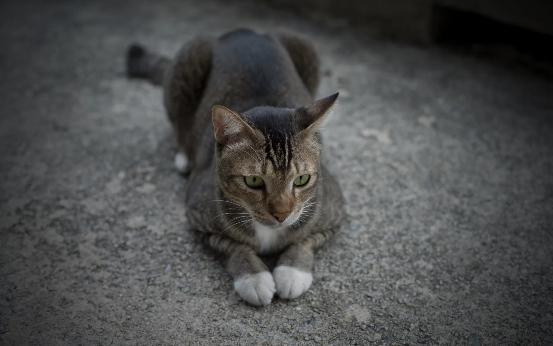 лапки, лежит, кот, серый, вместе, кошка