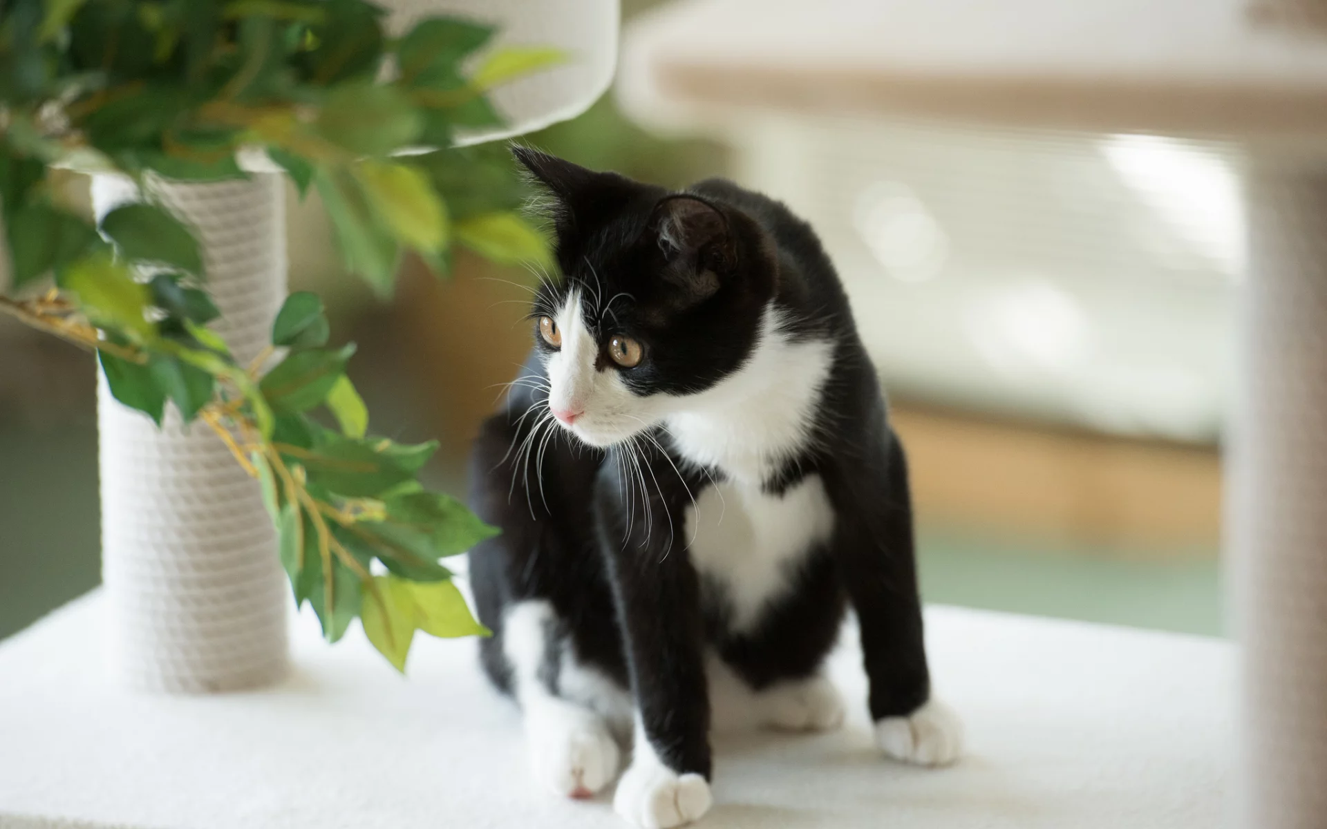 кот, черно-белая, растение, кошка, листья