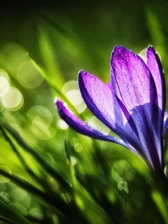 трава, фиолетовый, крокус, природа, весна, цветок