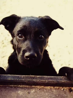 собака, лапы