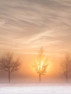 солнце, дорога, деревья, утро, туман, зима