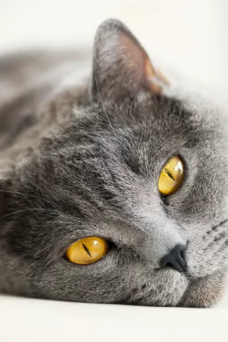 британский, глаза, желтые, серый, британец, кошка, кот