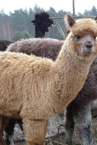 лама, lama, 2014