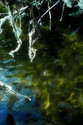 волга, вода, кусты, заросли, водоросли, палки, паутина