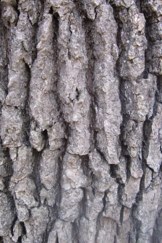 кора, дерево