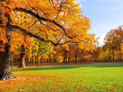 парк, осень, деревя, листья, трава