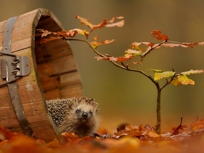 ёжик, осень, листья