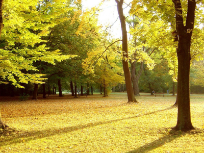 парк, деревя, осень, листья