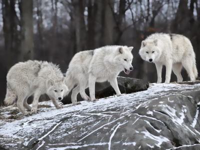 волки, семья, природа, хищник, зима.снег