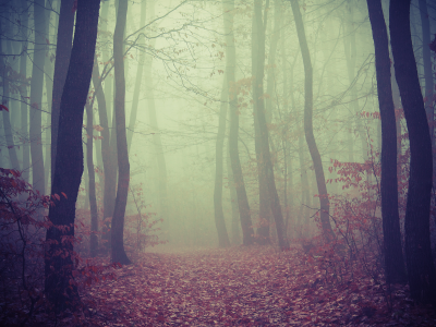  деревья, дорога, листва, туман, лес