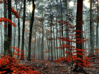осень, лес, утро, туман, деревья