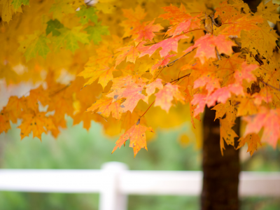 листья, осень, ветви, дерево, клен