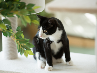 кот, черно-белая, растение, кошка, листья