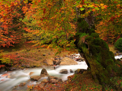 дерево, осень, мох, краски, река, природа, листва