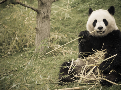 природа, бамбук, панда