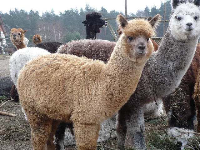 лама, lama, 2014