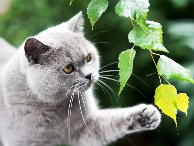 британский, кот, лапа, кошка, серый, ветка, британец