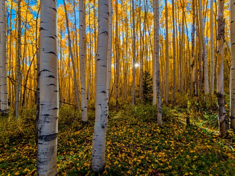 лес, солнце, осень, лучи, березы