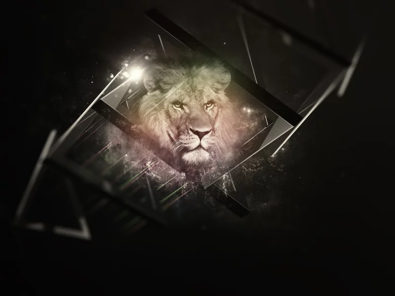 background, black, lion