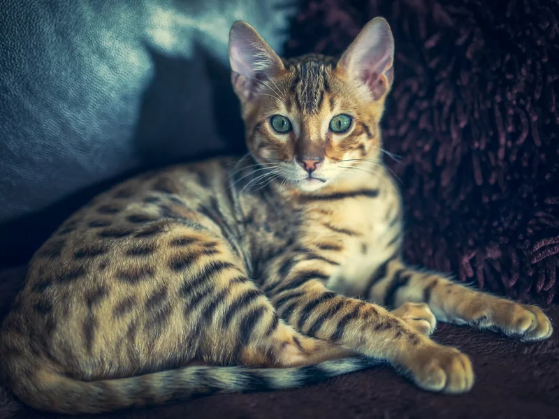 cat, бенгальский, кот, bengal, взгляд