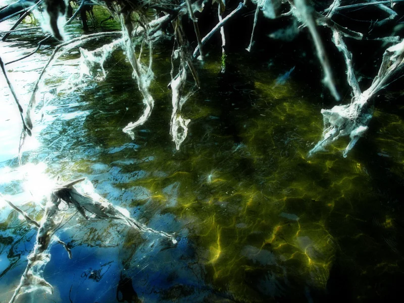 волга, вода, кусты, заросли, водоросли, палки, паутина