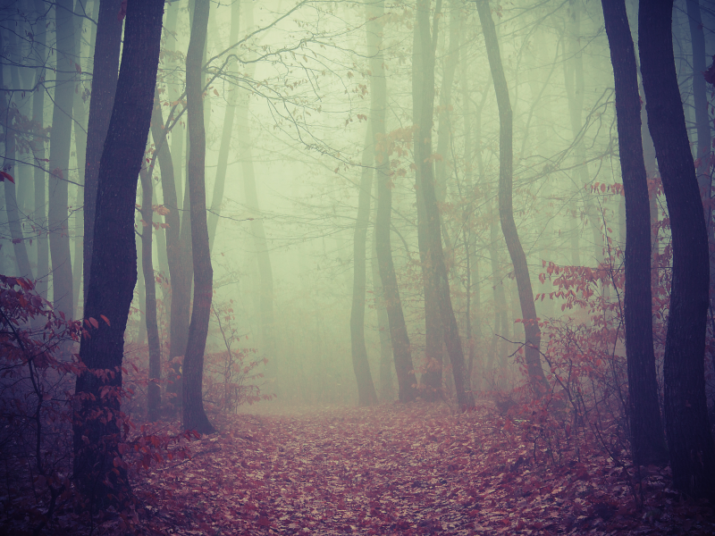  деревья, дорога, листва, туман, лес