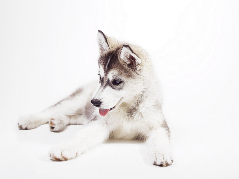 sweet, husky puppy, siberian husky