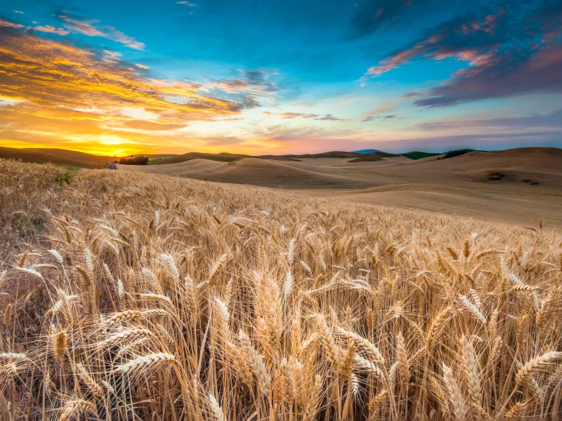 природа, пшеница, поле, небо, облака, nature, закат, пейзаж