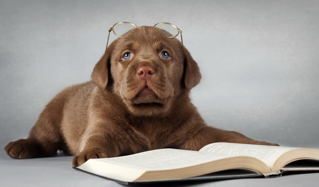 собака, лабрадор, очки, друг, книга