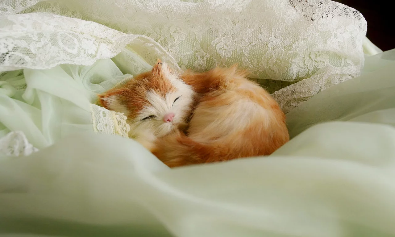 котенок, рыжий