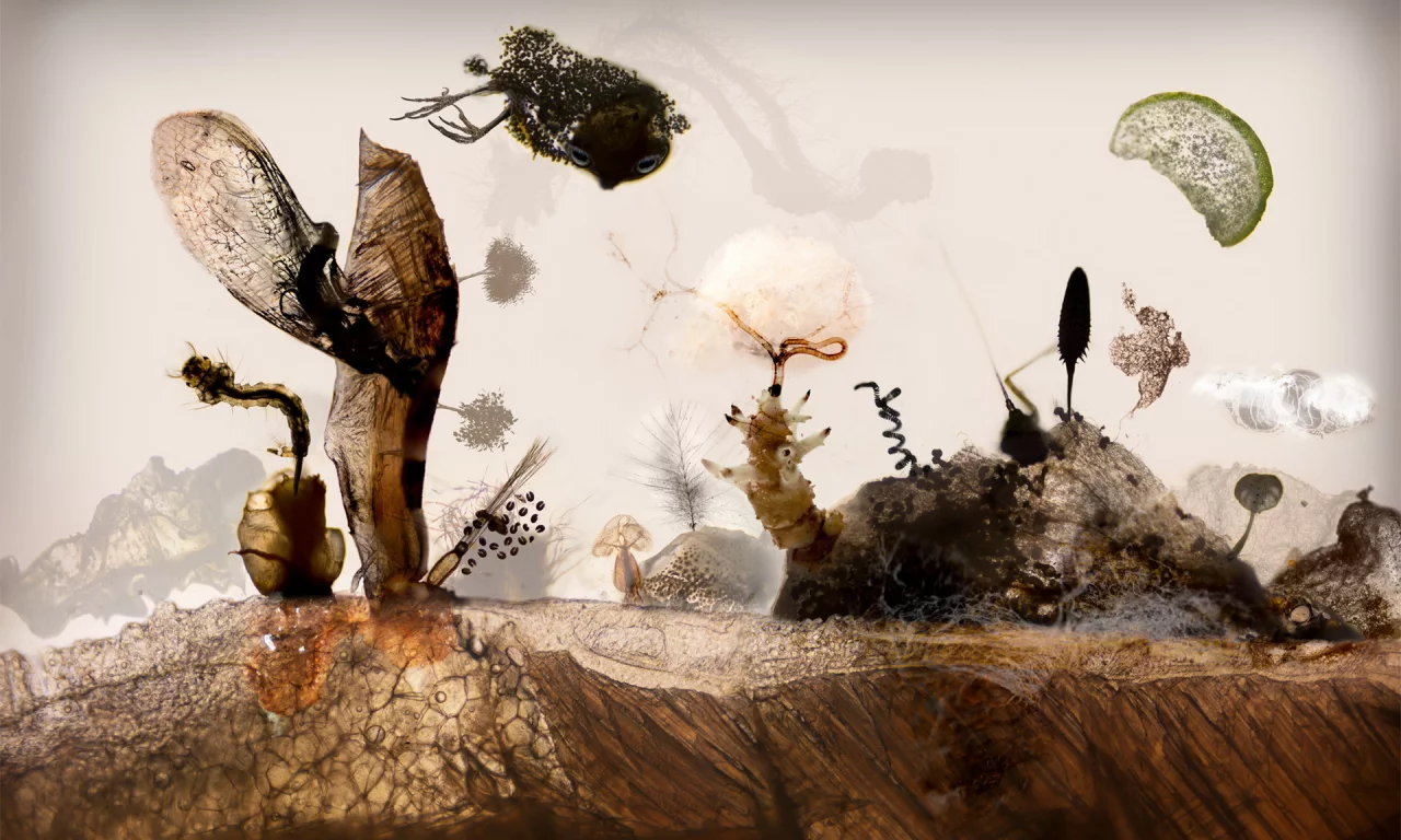 fish, seeds, landscape, microscopy, insects, meat