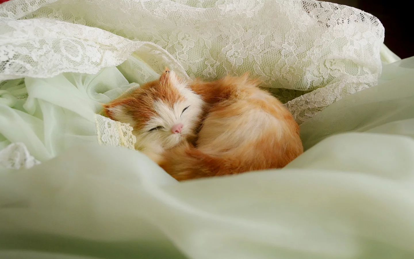 котенок, рыжий
