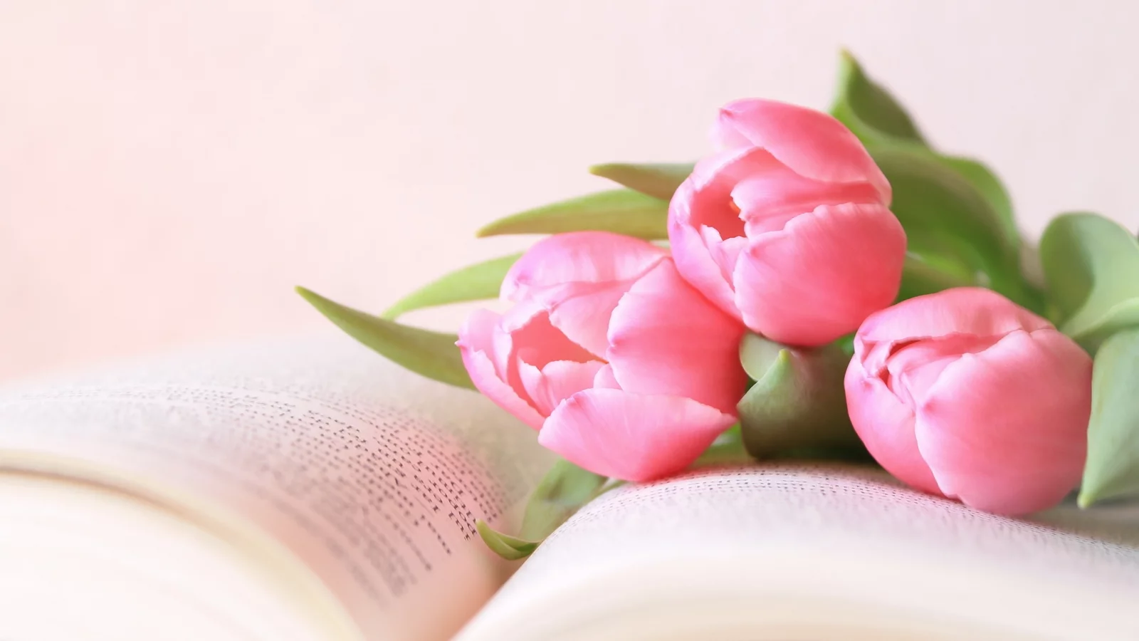 цветы, тюльпаны, книга