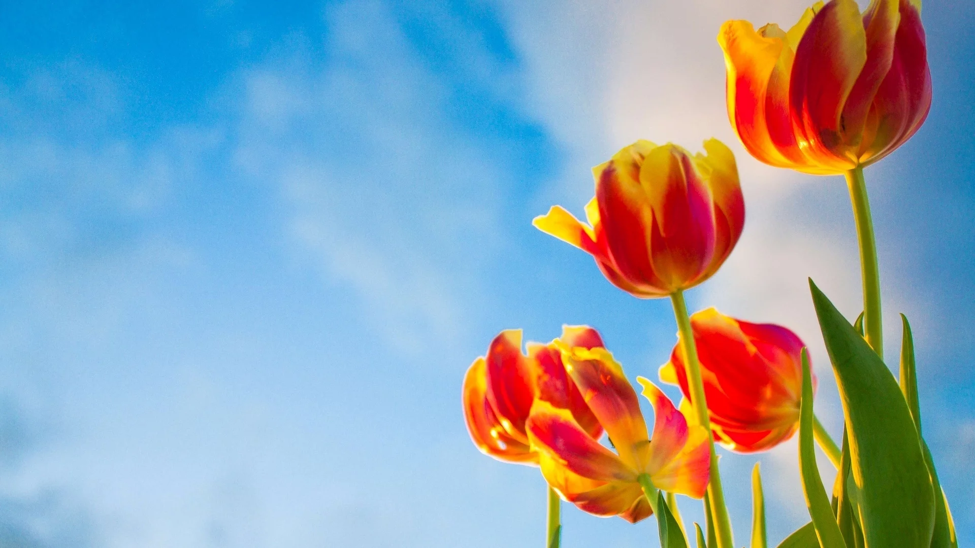 тюльпаны, фон, цветы, цветочки, небо, обои, flowers