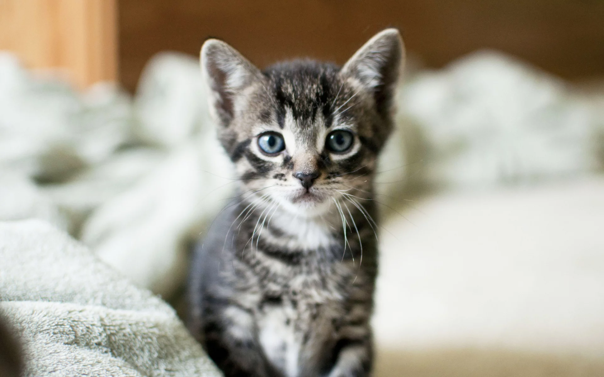 cat, серый, взгляд, котенок