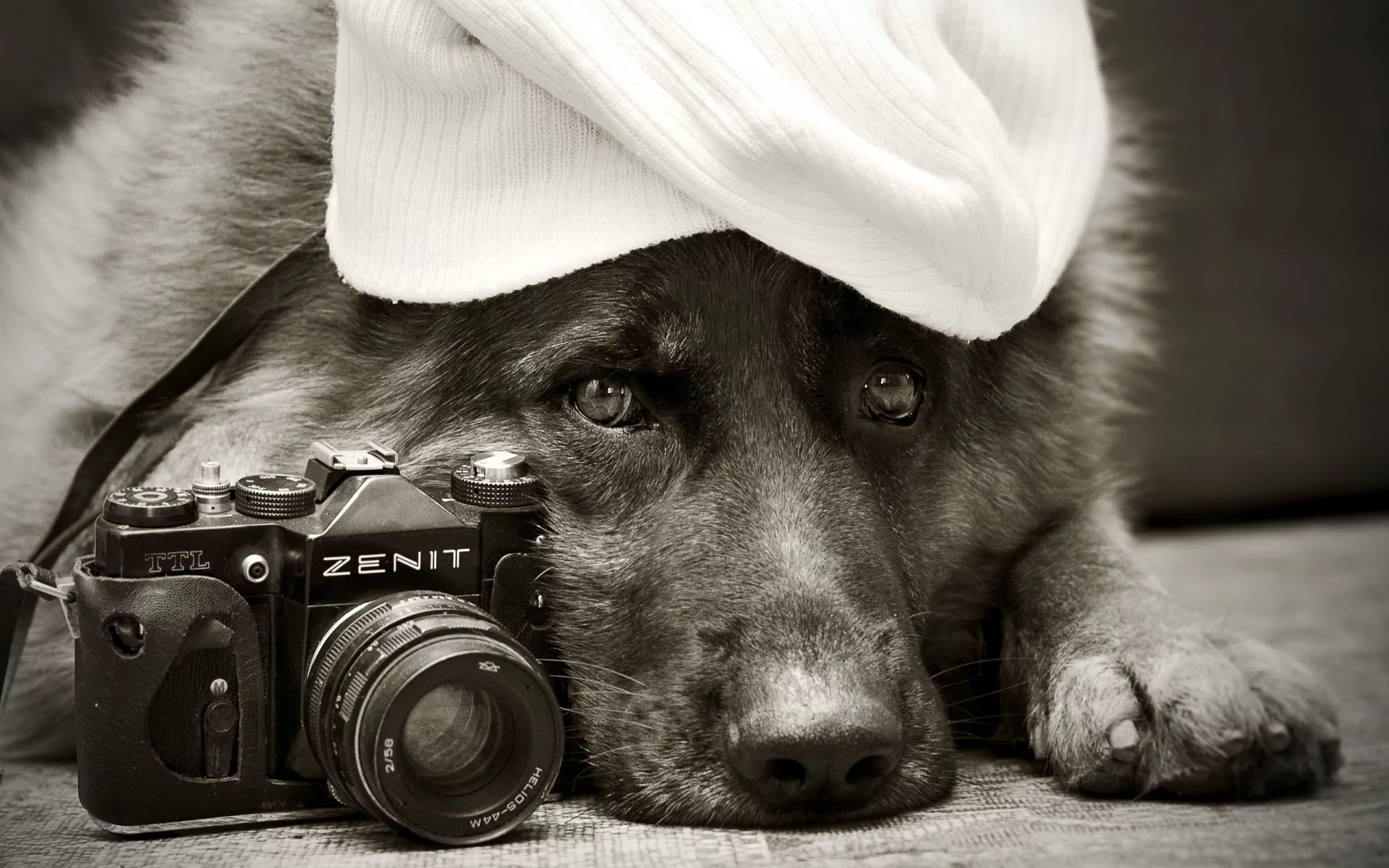 собака, zenit, немецкая овчарка, друг