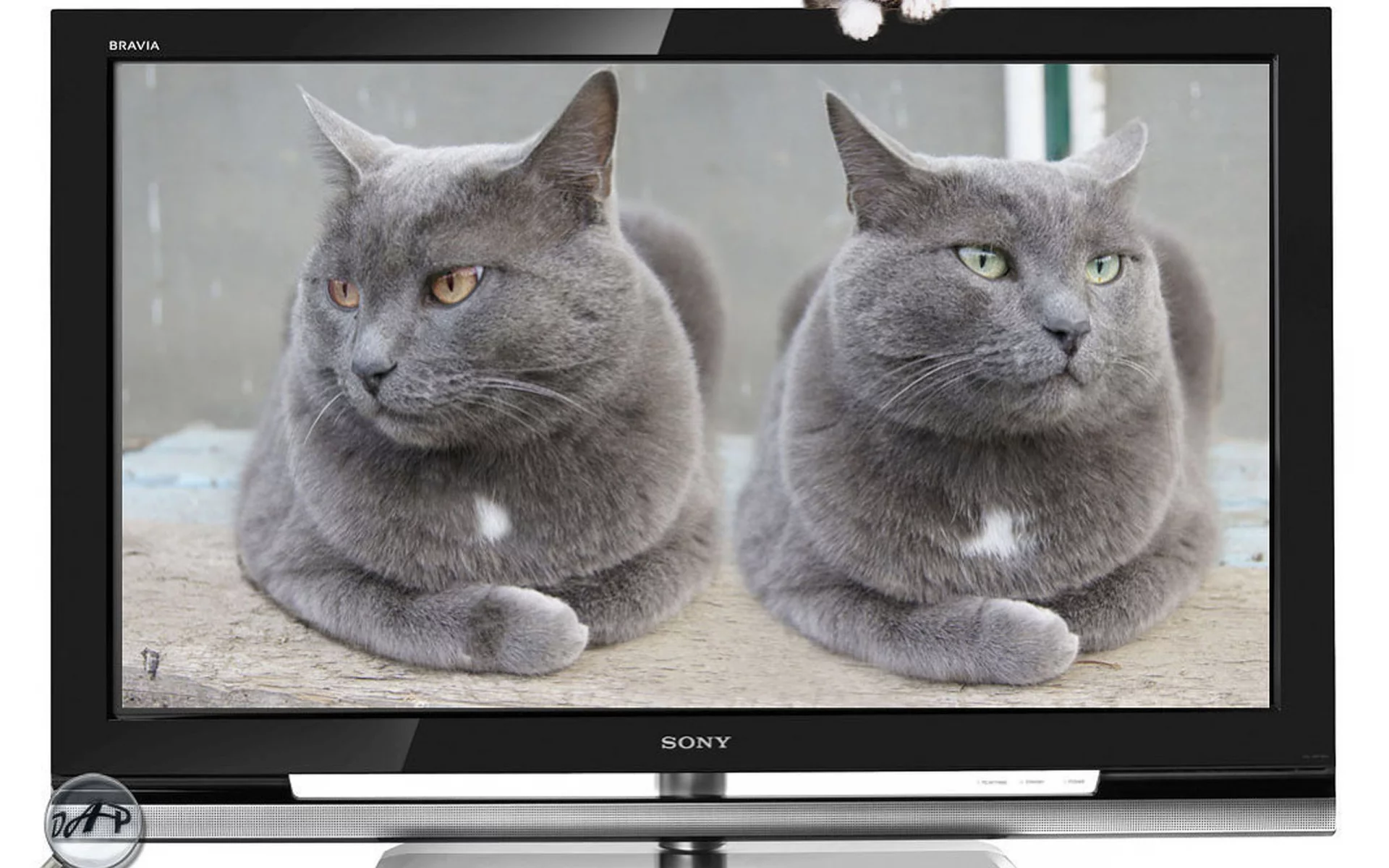 телик, коты, братья