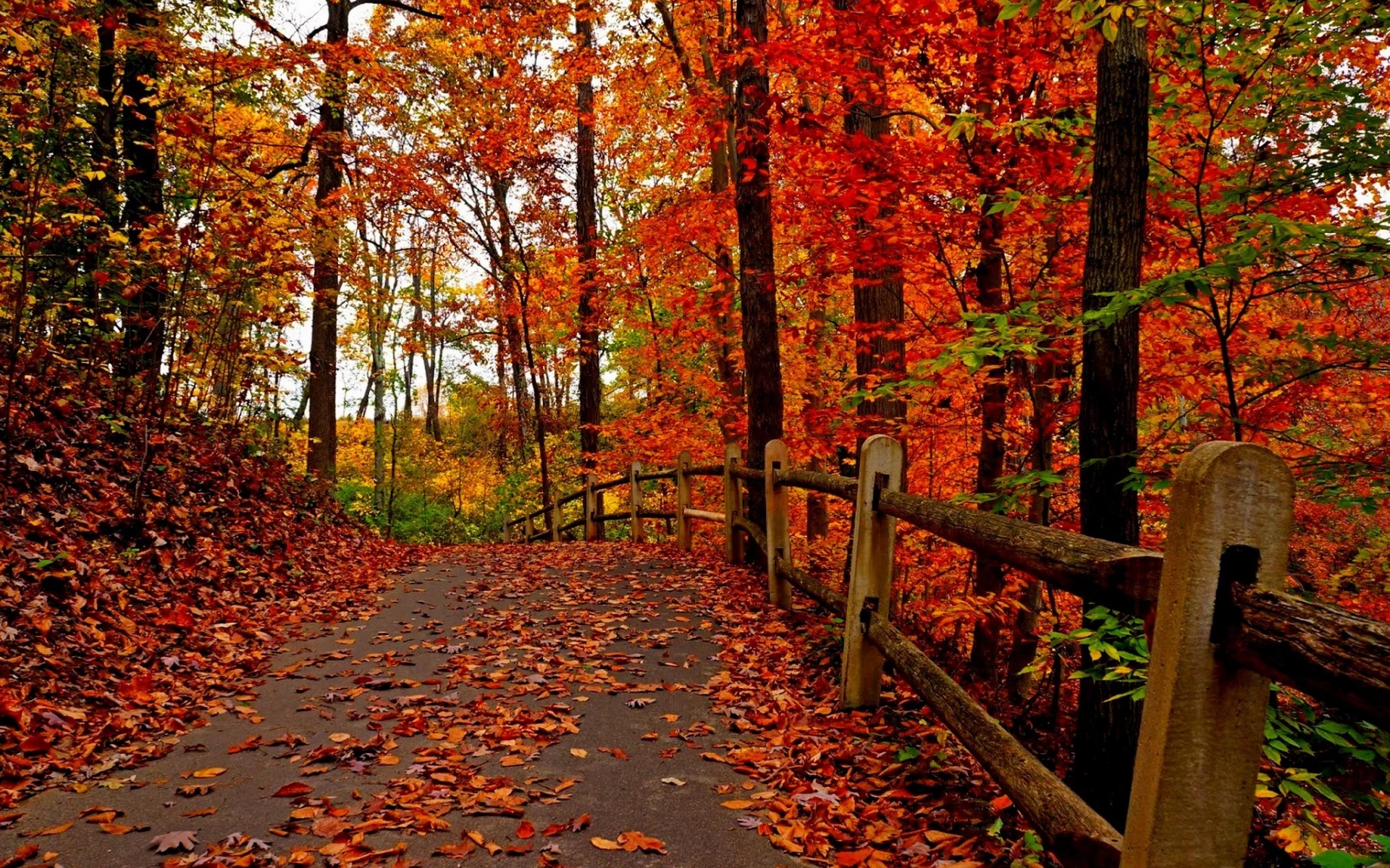 colorful, листья, road, colors, leaves, trees, path, walk, park, autumn, fall, nature, forest