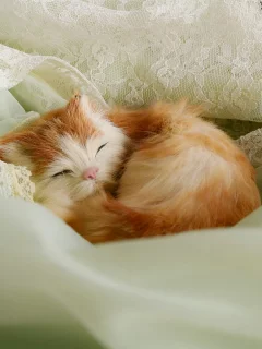 котенок, рыжий