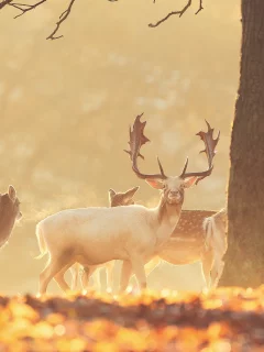 животные, олень, природа, лес