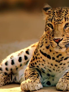 хищник, леопард, кошка, лежит