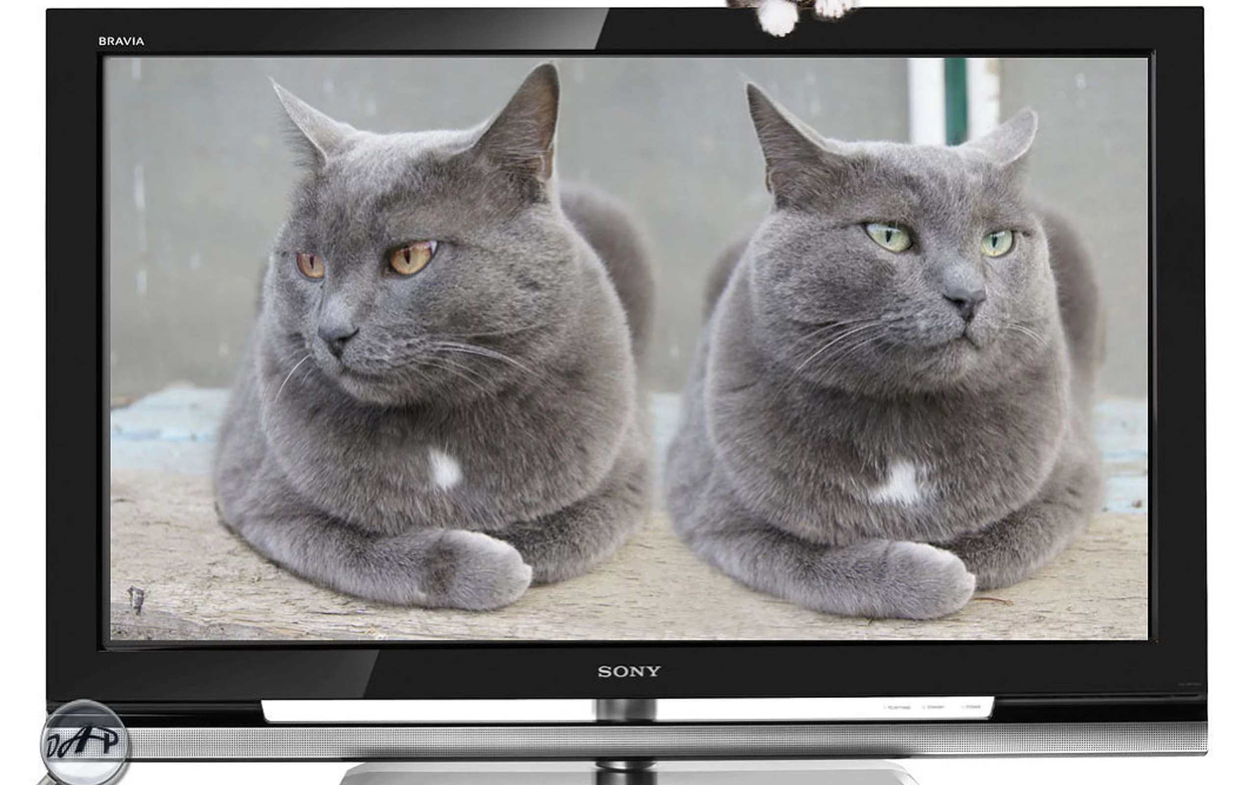 телик, коты, братья