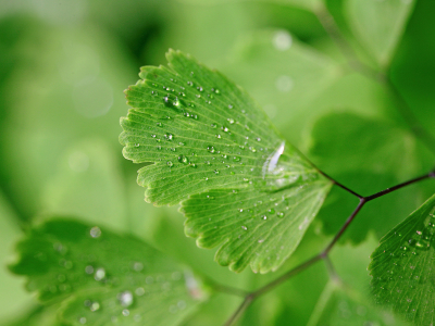 вода, зеленые листья, капли, макро, фон, мокрое, природа